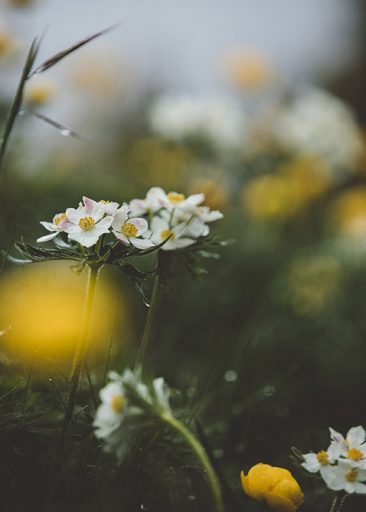 Alpine Flowers av Maike Wittreck