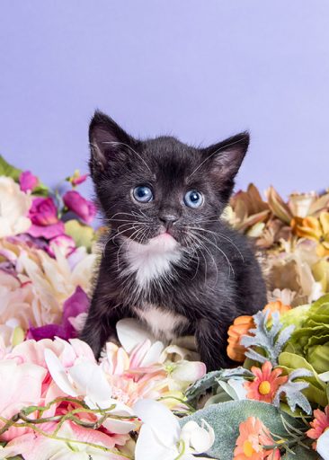 Max, fotografert av Sophie Gamand