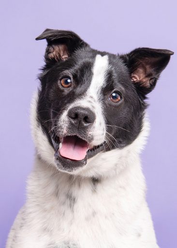 Perdita, fotografert av Sophie Gamand